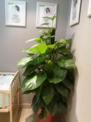 点击看大图 -Dr.林醫生产后修复·配方产康(南京江宁万达店)