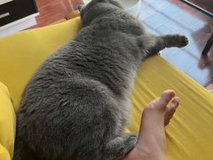 -关爱宠物医院·猫科中心·消化科(滨湖万达分院)