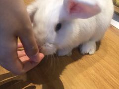 -猫猫幼稚园·撸猫·桌游·电玩