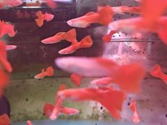 -溪岸路花鸟市场