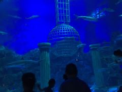 -芜湖新华联大白鲸海洋公园
