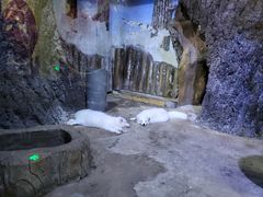 -芜湖新华联大白鲸海洋公园