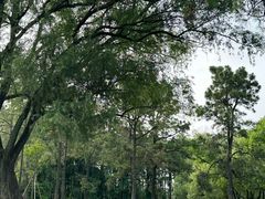 -上海共青森林公园