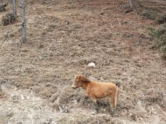 -硗碛藏寨·神木垒景区