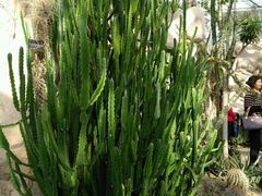 -北京植物园-展览温室