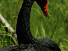 -盐城丹顶鹤湿地生态旅游区