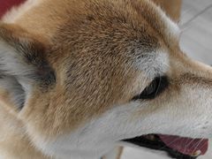 -申普宠物医院·眼科·心内科·影像科(普陀分院)