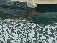 -广东惠东海龟国家级自然保护区