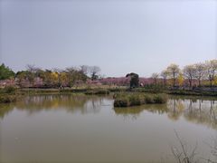 -天适樱花悠乐园