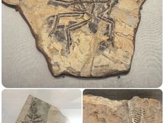 -辽宁古生物博物馆