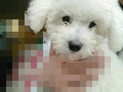 -小伙伴宠物医院•急重症转诊中心·老年专科·犬猫全科(北大街总院)