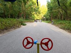 -上海滨江森林公园