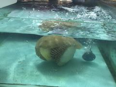 -班赞海鲜市场