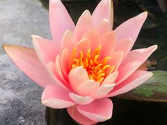 -面爸爸豆瓣抄手(贝森旗舰店)