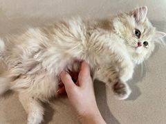 -猫十亿·布偶金渐层·曼基康矮脚猫舍(青年路店)