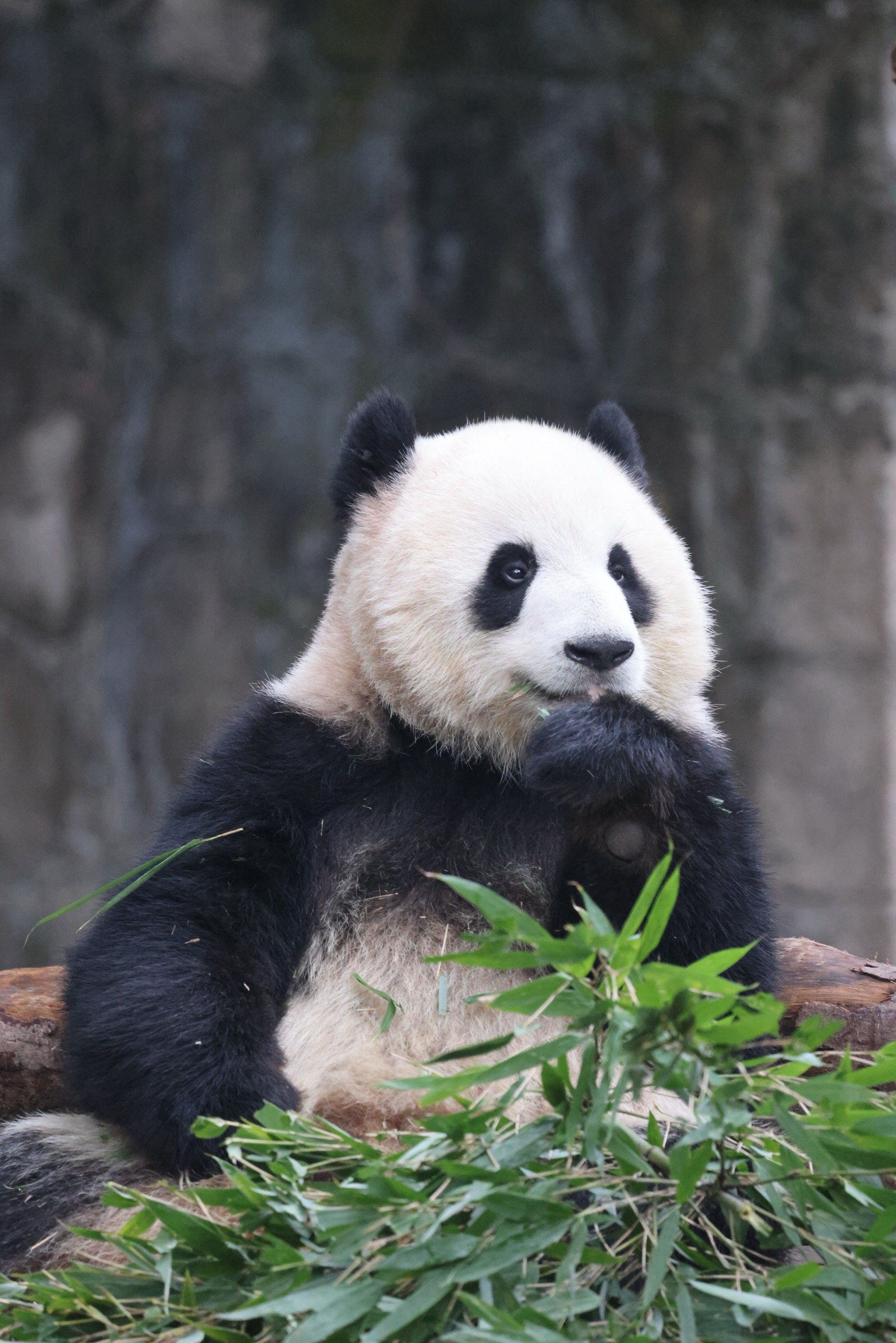 重庆动物园的大熊猫超级可爱呀