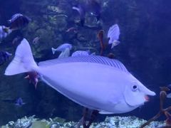 -太平洋海底世界