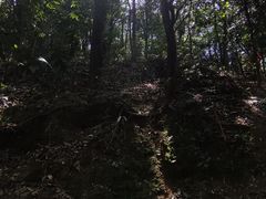 -黄埔油麻山森林公园