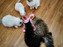-COLOR PETS 撸猫馆·购猫·猫咖(长风大悦城店)