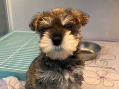 -翊宠yipet猫狗购宠庄园犬舍•猫舍