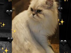 -more than meow吴止猫主题餐厅(承德 中船汇店)