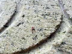 -番禺大夫山森林公园
