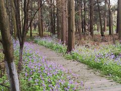 -东平国家森林公园