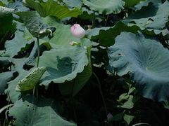 -木守西溪溪隐餐厅