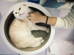 -喵的天空名猫咖啡馆·撸猫·猫舍·用品