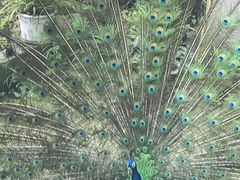 -都江堰普照寺