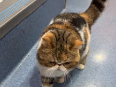 -佑安动物医院·全科·内窥镜中心(幸福巷店)