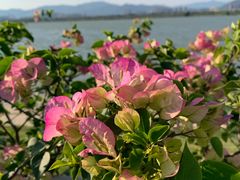 -福建鲤鱼洲酒店