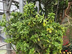 -南山植物园