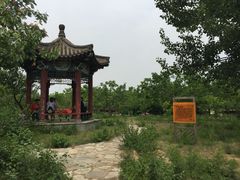 -御林古桑园