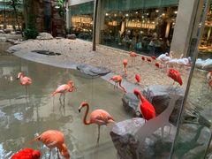 -白虎自助餐厅·真老虎·景观自助餐厅(广州长隆酒店)