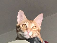 -瑞鹏宠物医院·骨科·猫科·内科(第一中心)