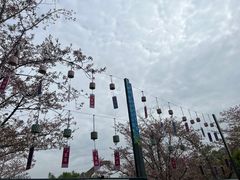 -顾村公园