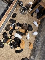 -酷嗒动物文化乐园(cutezoo西溪乐天城店)