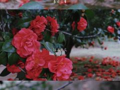 -厦门园林博览苑