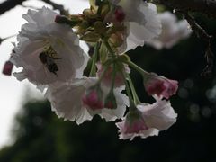 -天适樱花悠乐园