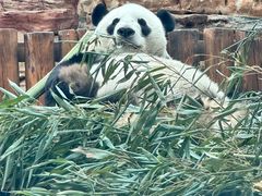 -石家庄市动物园