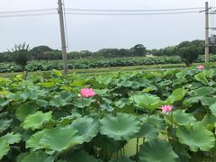 -嘉北郊野公园