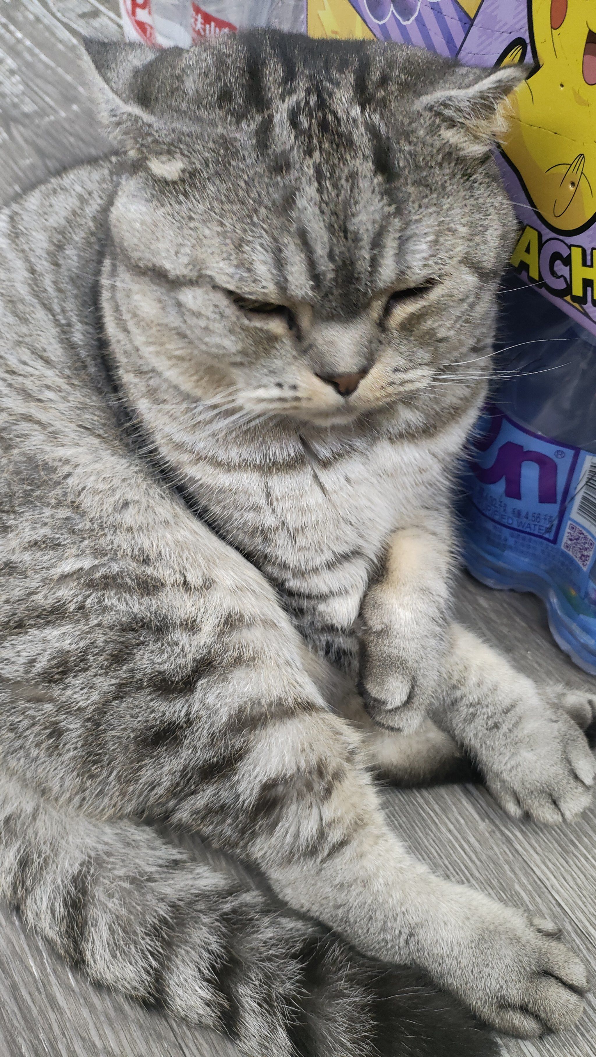 0元玩转这座城捕捉到一只呆呆的帅猫🐱