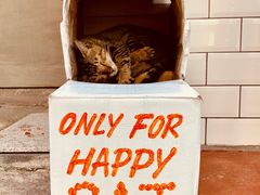 -happy coffee roastery