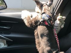 -爱侣宠医·鹦鹉专科·小型哺乳类·异宠专科(灵石路店)