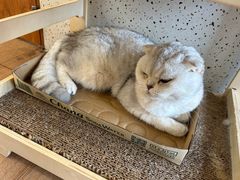 -有猫主题·治愈系猫咖(曾厝垵店)