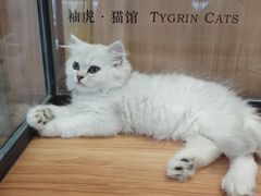 -袖虎·猫馆(体育西路店)