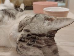 -屋虎猫馆(宝安大仟里店)
