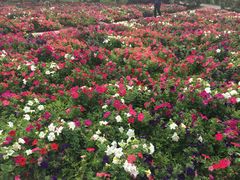 -广东花都香草世界旅游度假区