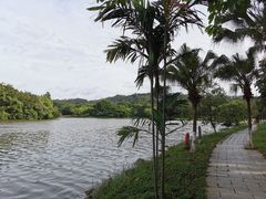 -番禺大夫山森林公园